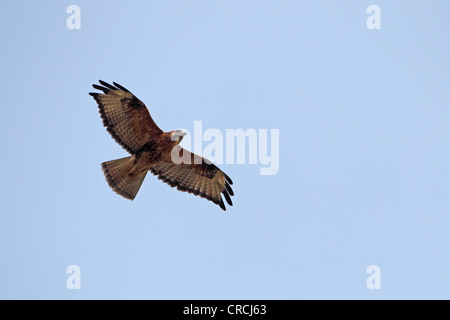 Langbeinige Bussard (Buteo Rufinus) Stockfoto