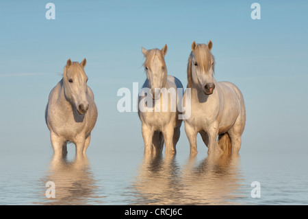 Camargue-Pferde im Wasser, geleitet von Bouches du Rhône, Frankreich Stockfoto