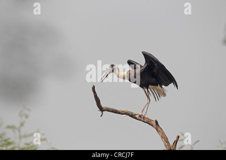 Wollig-necked Storch (Ciconia Episcopus) Stockfoto