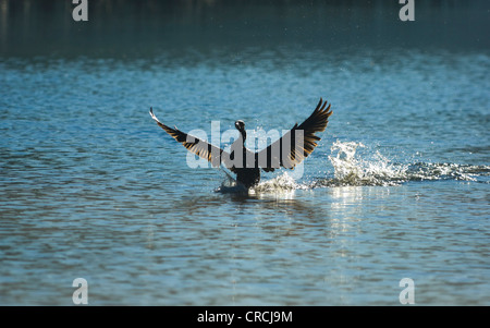 Kleine schwarze Kormoran (Phalacrocorax Sulcirostris) Stockfoto