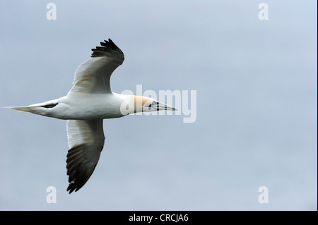 Basstölpel (Morus Bassanus) im Flug, Cape St. Mary's, Neufundland, Kanada, Nordamerika Stockfoto