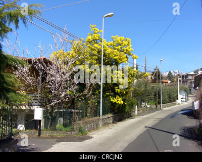 Silber-Akazie (Acacia Dealbata), blühen als Zierbaum in einem Dorf südlich von Mount Etna (im Hintergrund), Italien, Sizilien Stockfoto