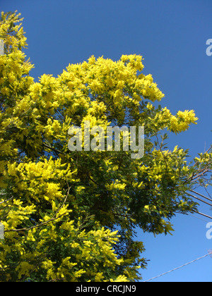 Silber-Akazie (Acacia Dealbata), blühenden Baum Stockfoto