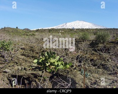 Indische Feigen Birne Kaktus (Opuntia Ficus-Indica, Opuntia Ficus-Barbarica), auf Brachland mit Schnee bedeckt den Ätna im Hintergrund, Italien, Sizilien Stockfoto