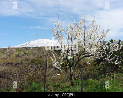 blühender Kirschbaum mit Schnee bedeckt den Ätna im Hintergrund, Italien, Sizilien Stockfoto