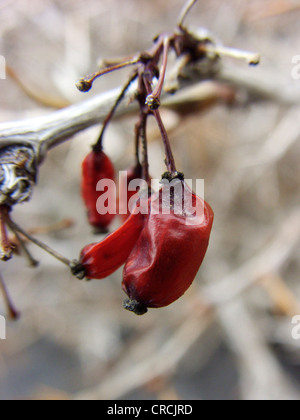 Ätna-Berberitze (Berberis Aetnensis), Zweig mit Früchten im Winter, Italien, Sizilien Stockfoto