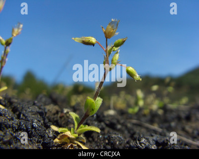 Kleine einzelne Pflanze wächst auf einem Lavafeld am Südhang des Ätna, Italien, Sizilien, Hornkraut, fünf Staubblätter Maus – Ohr Vogelmiere (Cerastium Semidecandrum) Stockfoto