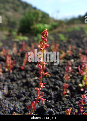 Rot-Dock (Rumex Bucephalophorus), einzelne Pflanze wächst auf Lava an der Südflanke des Ätna, Italien, Sizilien Stockfoto