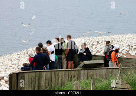 Touristen, die auf eine Aussichtsplattform in einer Brutkolonie der Basstölpel (Morus Bassanus) auf Ille Bonaventure nahe stehend Stockfoto