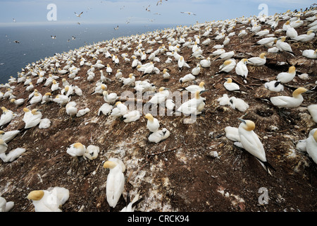 Basstölpel (Morus Bassanus) nisten auf Ille Bonaventure bei Percé im Sommer, eine kleine Insel im Atlantischen Ozean aus Stockfoto