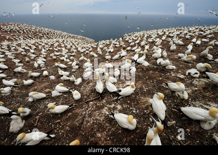 Basstölpel (Morus Bassanus) nisten auf Ille Bonaventure bei Percé im Sommer, eine kleine Insel im Atlantischen Ozean aus Stockfoto