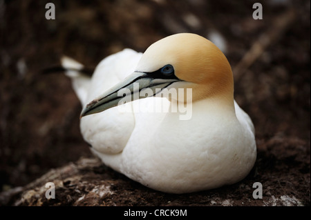 Basstölpel (Morus Bassanus) nisten im Sommer bei Percé auf der atlantischen Insel Ille Bonaventure Gaspé oder Gaspésie Stockfoto