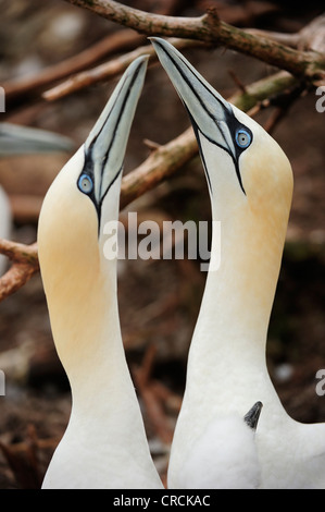 Zwei Basstölpel (Morus Bassanus) nisten im Sommer bei Percé auf der atlantischen Insel Ille Bonaventure abseits der Gaspé oder Stockfoto