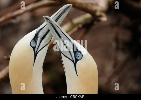 Zwei Basstölpel (Morus Bassanus) nisten im Sommer bei Percé auf der atlantischen Insel Ille Bonaventure abseits der Gaspé oder Stockfoto