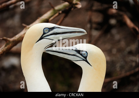 Zwei Basstölpel (Morus Bassanus) nisten im Sommer bei Percé am Atlantik Insel Ille Bonaventure aus der Gaspé oder Stockfoto