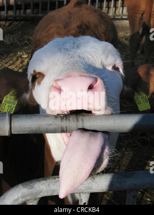 Hausrind (Bos Primigenius F. Taurus), junge Kuh (Wade) leckt an einem Zaun mit der Zunge, Deutschland Stockfoto