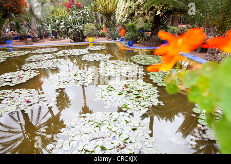 Die Marjorelle Gärten in Marrakesch, Marokko, Nordafrika. Stockfoto