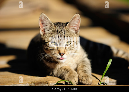 Hauskatze, sonnen sich auf einen Holzboden Stockfoto