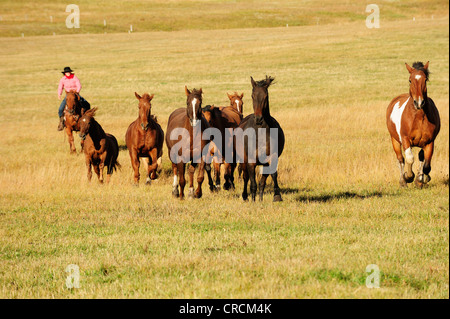 Cowgirl Fahrpferde quer durch die Prärie, Saskatchewan, Kanada Stockfoto