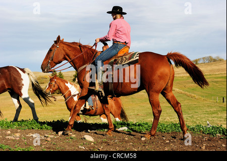 Cowgirl Fahrpferde quer durch die Prärie, Saskatchewan, Kanada Stockfoto