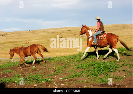 Cowgirl Fahrt ein Pferd quer durch die Prärie, Saskatchewan, Kanada Stockfoto