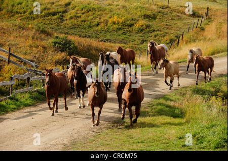 Herde von Pferden, die auf eine unbefestigte Straße, Saskatchewan, Kanada Stockfoto