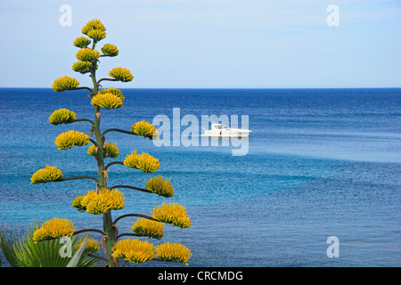 Agave, Jahrhundertpflanze (Agave Americana), blühen, Frankreich, Provence, Cote d ' Azur Stockfoto