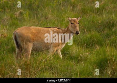 Rothirsch, Weiblich, Cervus Elaphus, Schottland Stockfoto