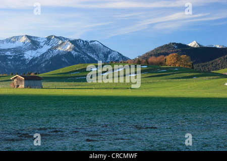 Raureif in Berge, Deutschland, Bayern Stockfoto