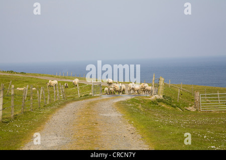 Orkney Schafherde gestoppt durch ein Rinder-Raster in der Spur Stockfoto