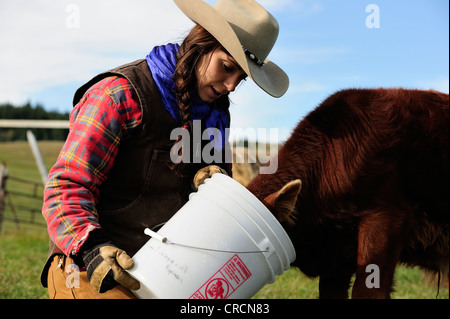 Cowgirl Fütterung Milch aus einem Eimer, ein Kalb, Saskatchewan, Kanada, Nordamerika Stockfoto