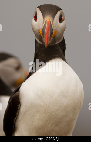 Atlantic Puffin, Fratercula Arctica, Lunga, Treshnish Isles, Mull, Schottland Stockfoto