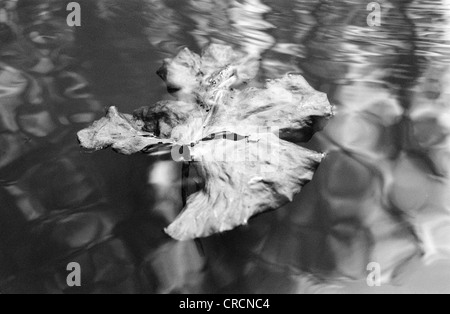 Blatt der eine Seerose flott im Spreewald, ein Biosphärenreservat etwa eine Stunde südlich von Berlin. Stockfoto