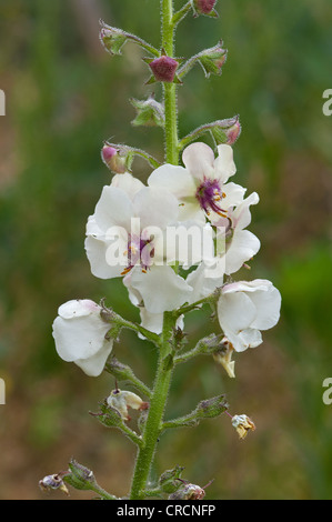 Motte Königskerze, Verbascum Blattaria, weiße form Stockfoto