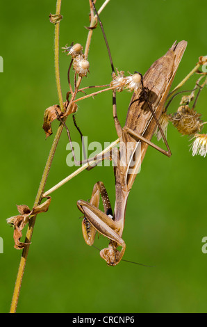 Beten Gottesanbeterin (Mantis Religiosa), Allersgraben, Süd-Burgenland, Österreich, Europa Stockfoto