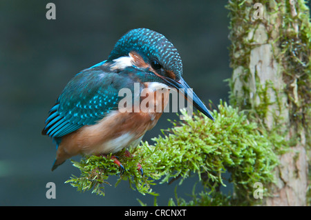 Eisvogel (Alcedo Atthis), Tratzberg Conservation Area, Tirol, Österreich, Europa Stockfoto