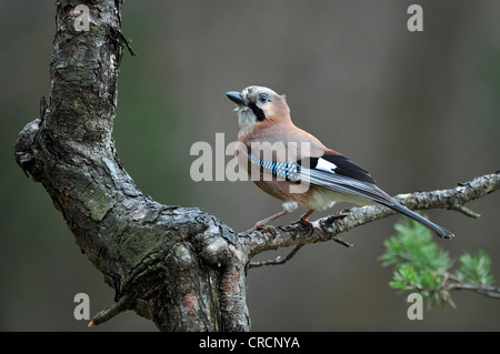 Jay (Garrulus Glandarius), Tirol, Österreich Stockfoto