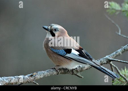 Jay (Garrulus Glandarius), Tirol, Österreich Stockfoto