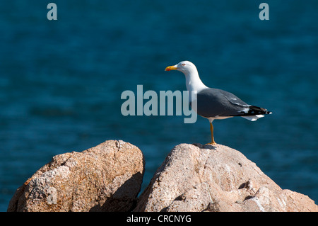 Kaspische Möve (Larus Cachinnans), Sardinien, Italien, Europa Stockfoto