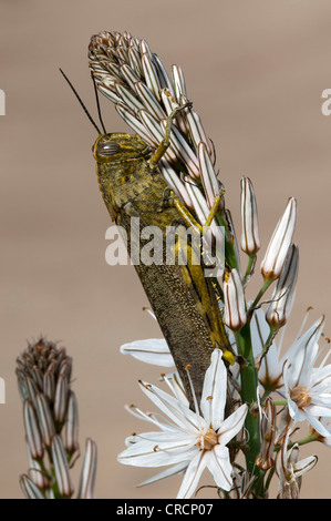 Ägyptischen Robinie (Anacridium Aegyptium), Sardinien, Italien, Europa Stockfoto