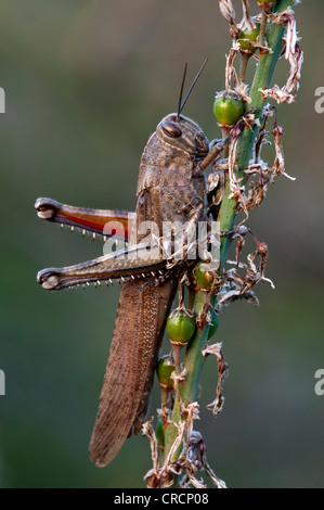 Ägyptischen Robinie (Anacridium Aegyptium), Sardinien, Italien, Europa Stockfoto