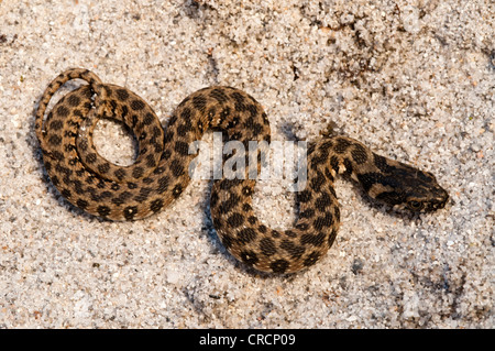 Viperine Wasser-Schlange, Viperine Schlange (Natrix Maura), Sardinien, Italien, Europa Stockfoto