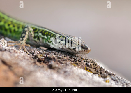 Tyrrhenische Mauereidechse (Podarcis Tiliguerta), Sardinien, Italien, Europa Stockfoto