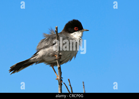 Samtkopfgrasmücke (Sylvia Melanocephala), Männlich, Sardinien, Italien, Europa Stockfoto