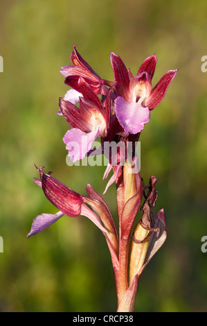 Schmetterling Orchidee (Orchis Papilionacea), Sardinien, Italien, Europa Stockfoto