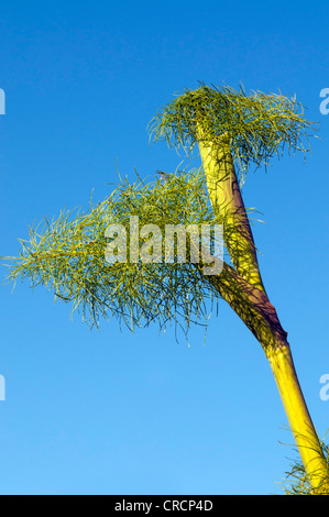 Riesigen Fenchel (Ferula Communis), Sardinien, Italien, Europa Stockfoto