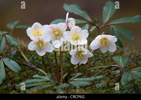 Christrose oder schwarze Nieswurz (Helleborus Niger), Thiersee, Tirol, Österreich, Europa Stockfoto