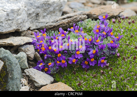 Alpen-Leinkraut (Linaria Alpina), Gamsgrube, Franz-Josefs-Hoehe, Nationalpark Hohe Tauern, Kärnten, Österreich, Europa Stockfoto