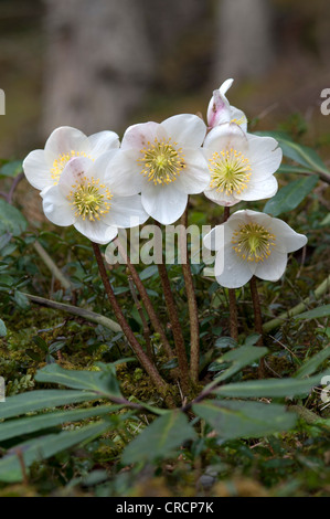 Christrose oder schwarze Nieswurz (Helleborus Niger), Thiersee, Tirol, Österreich, Europa Stockfoto