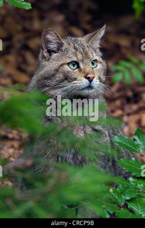 Wildkatze (Felis Silvestris), Nationalpark Bayerischer Wald, Bayern, Deutschland, Europa Stockfoto